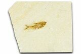 Detailed Fossil Fish (Diplomystus) - Wyoming #367587-1